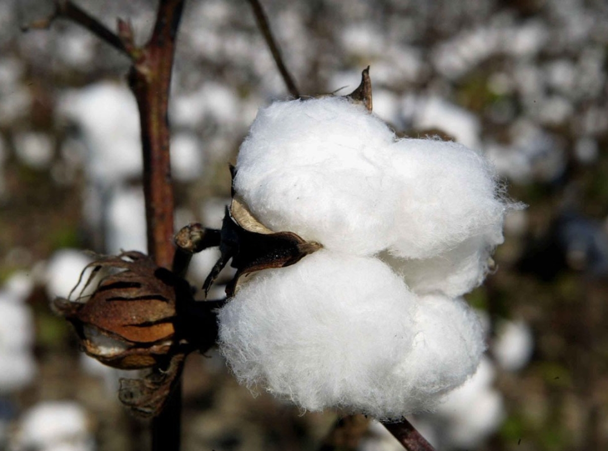 Palaniswami, The AIADMK coordinator, Suggests for 'reduction of import duty on cotton'